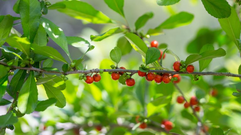 Possumhaw leaves and fruit.