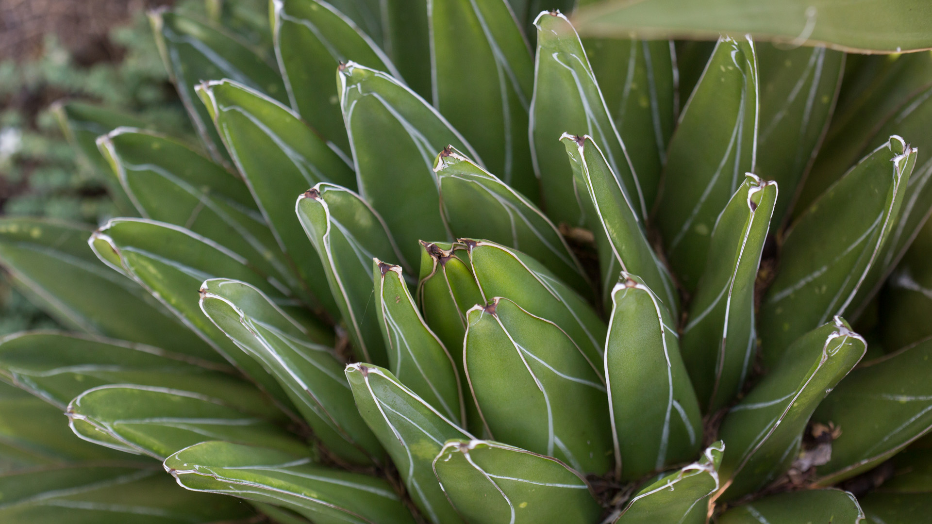 Royal Victoria agave leaves.