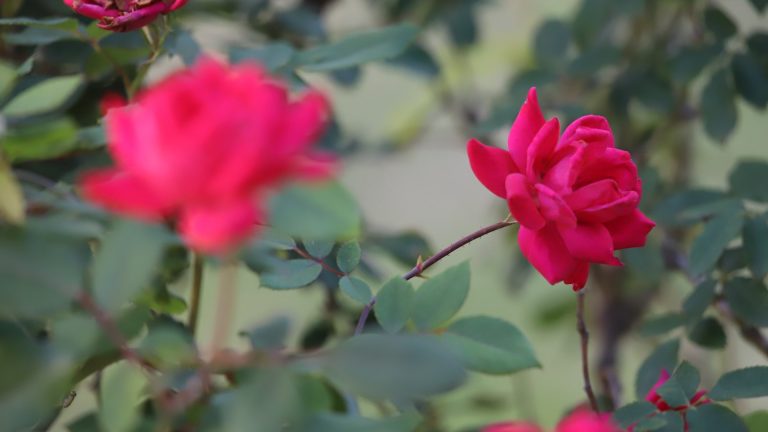 Thanks to their relative ease of upkeep, Knockout roses are widely used in beautification and commercial landscapes.