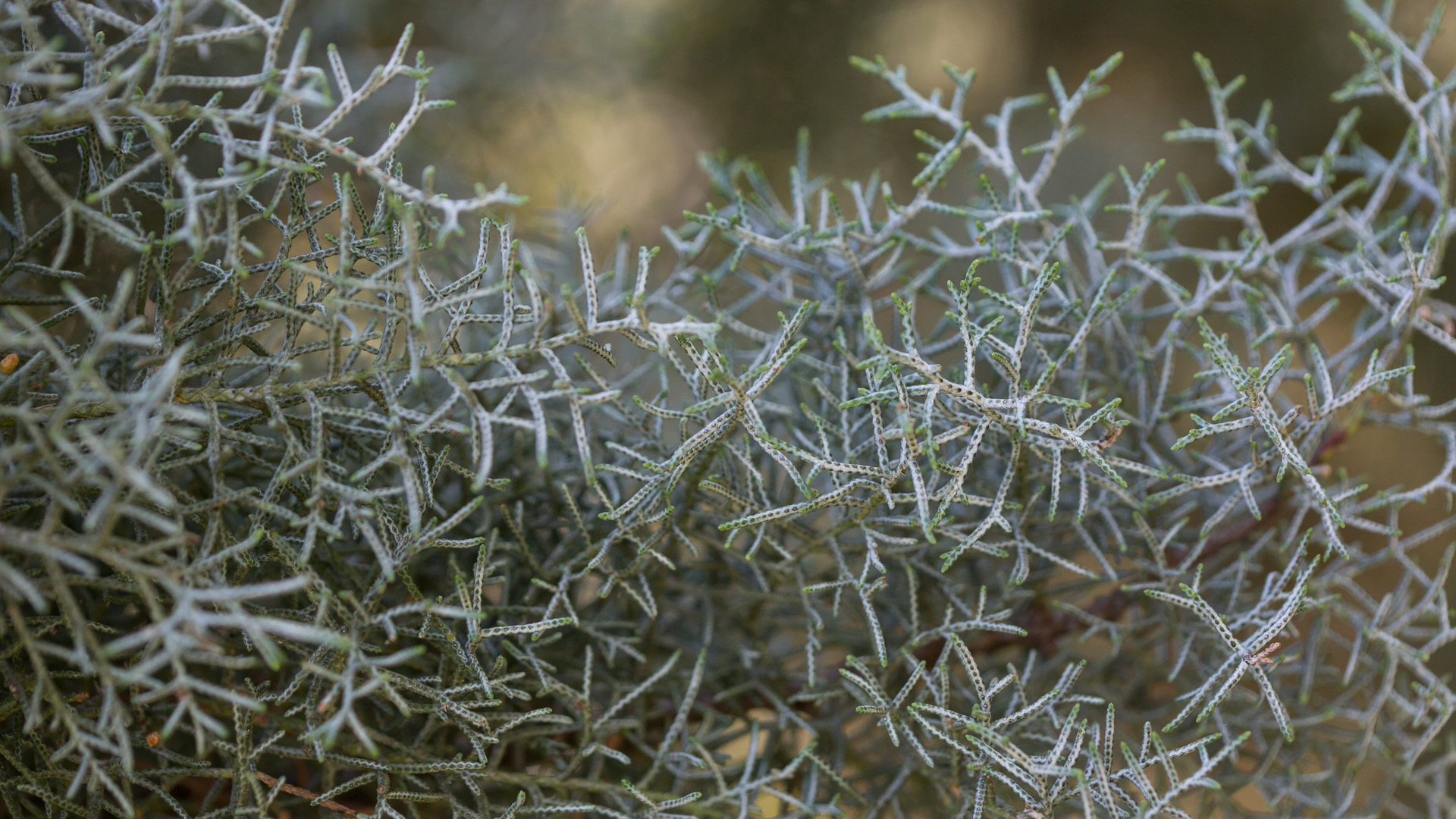 Arizona cypress leaves.