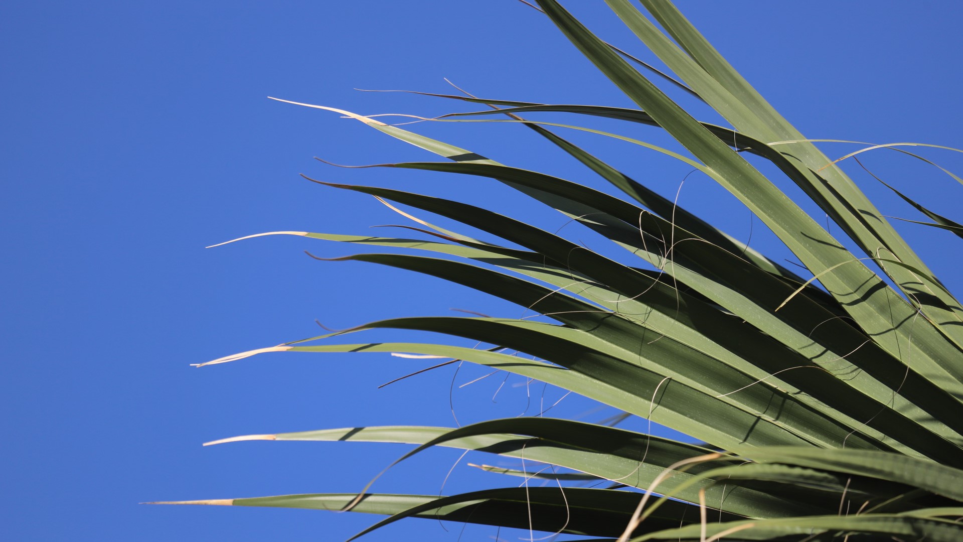 Although native to the Atlantic Coast from Florida north, Sabal Palm is much more commonly seen in Texas than the native Sabal texana, thanks to commercial plantings.
