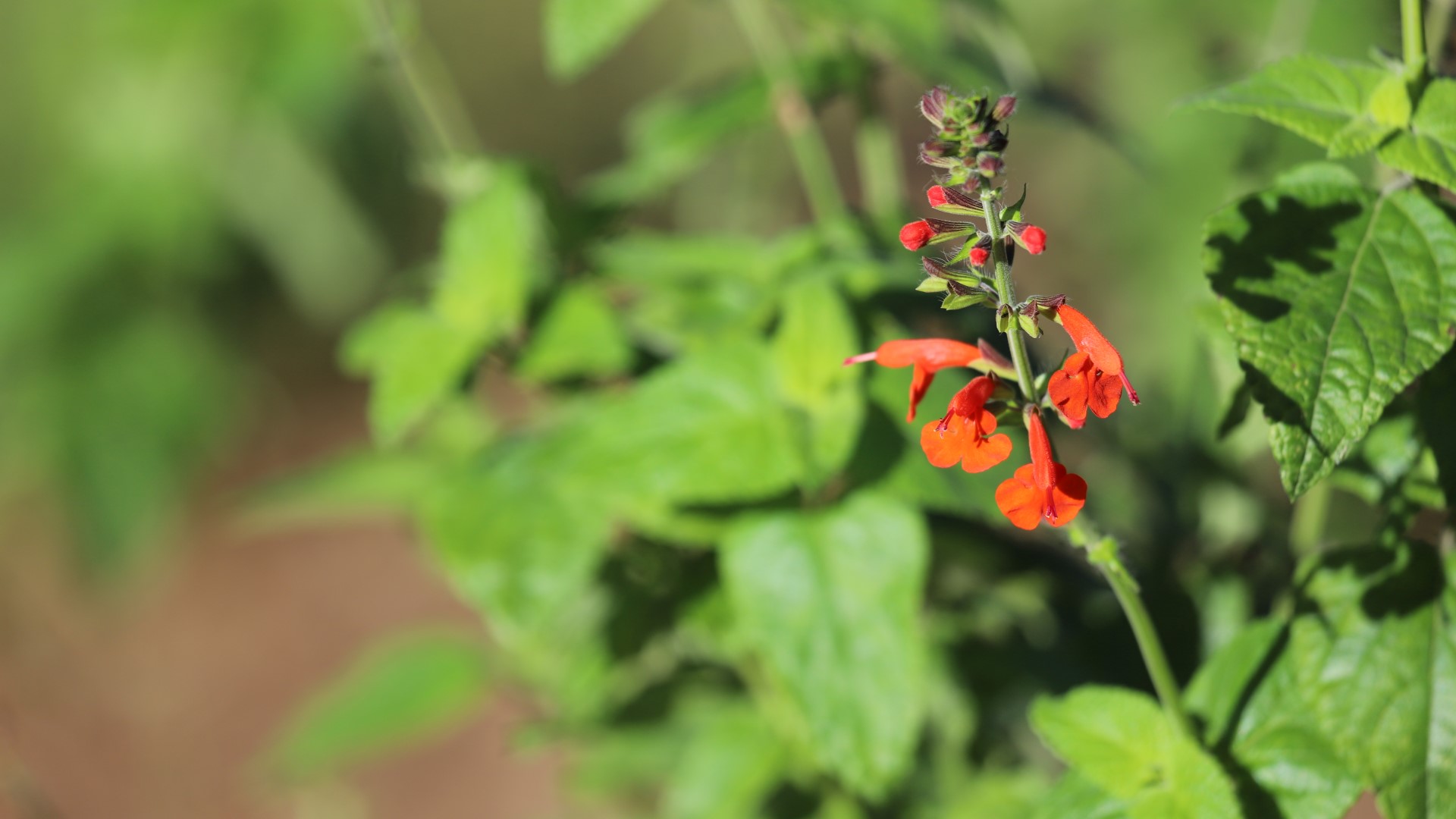 Texas-native tropical sage brightens up dark places in the landscape and attracts hummingbirds with its sweet nectar..