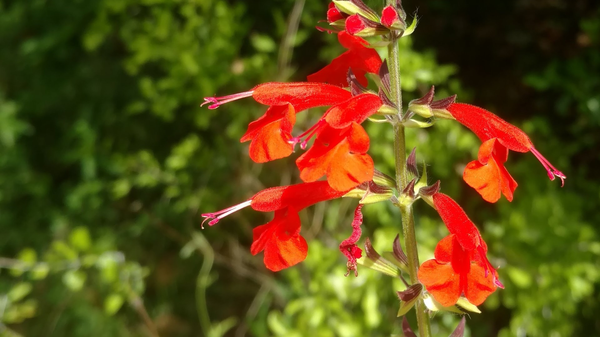 Tropical sage flowers.