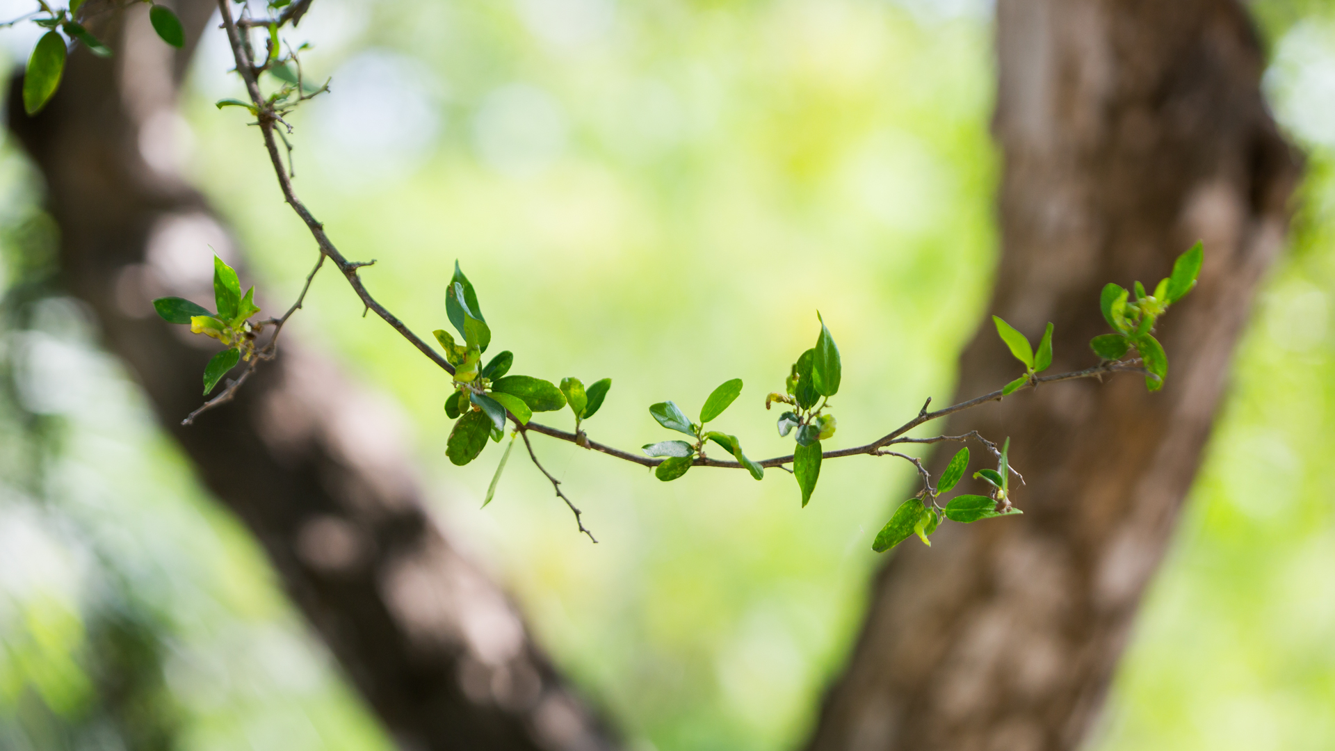 spiny-hackberry-celtis-pallida-detail_01