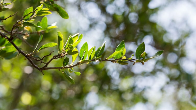 Spiny hackberry leaves.