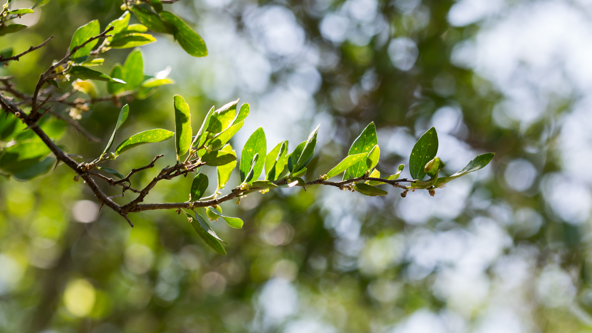 Spiny hackberry leaves.
