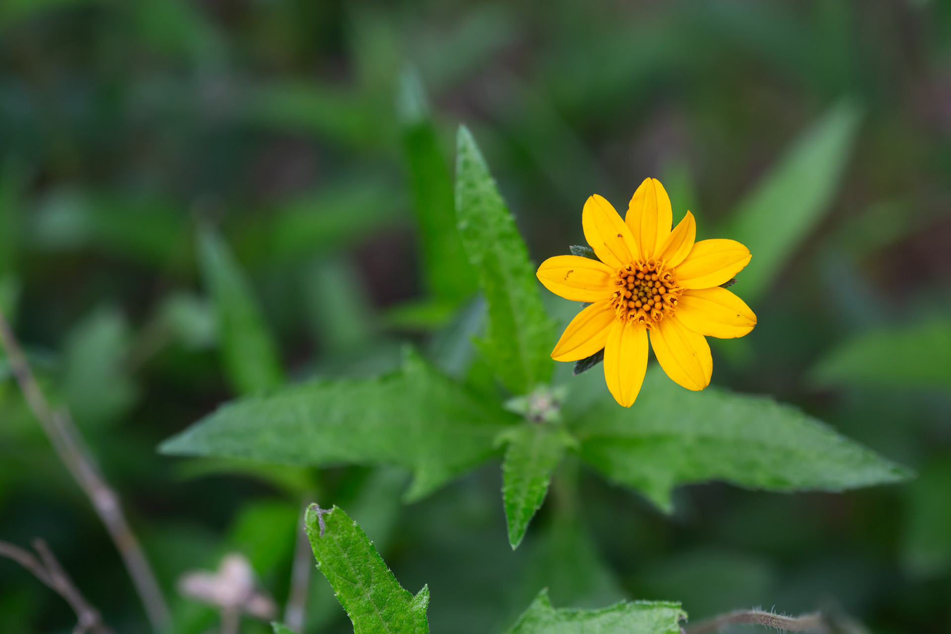 Cheerful daisy flowers brighten Texas Zexmenia all season long.