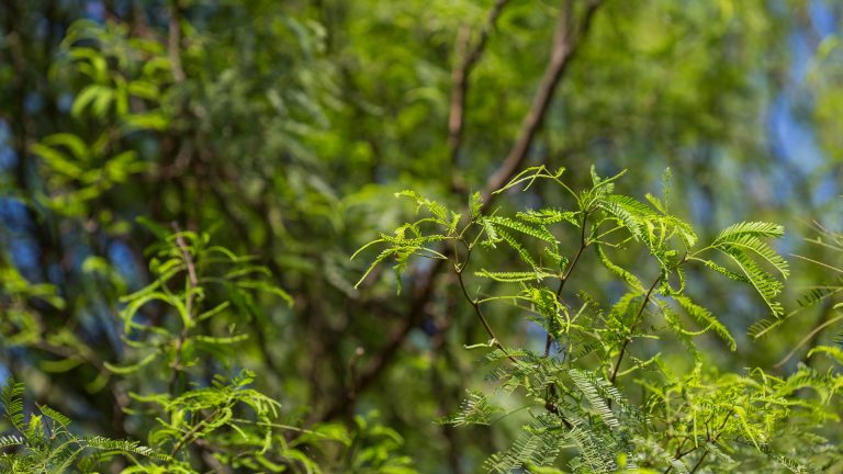 Thornless mesquite branches and leaves.