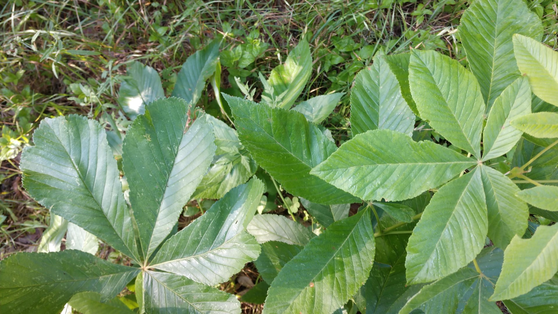 Texas buckeye leaves.