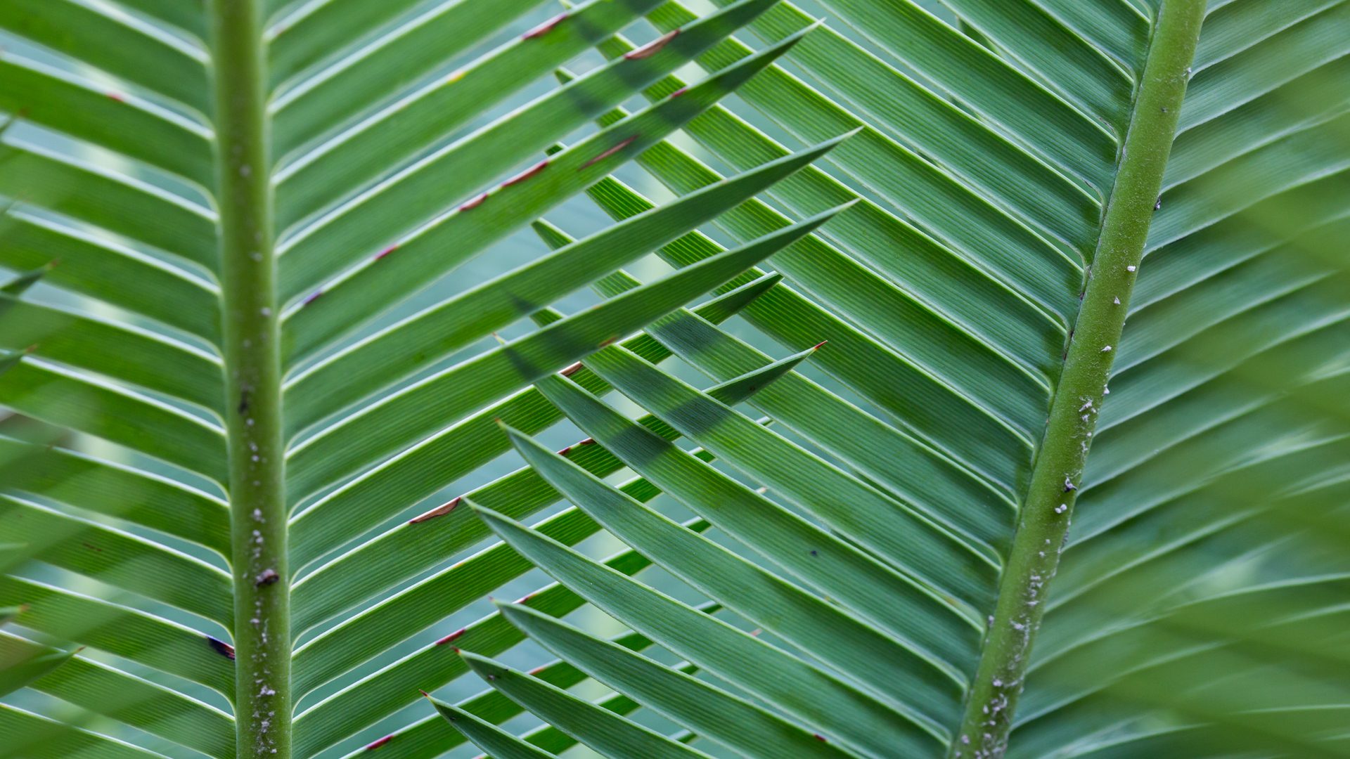 Virgin palm leaves.