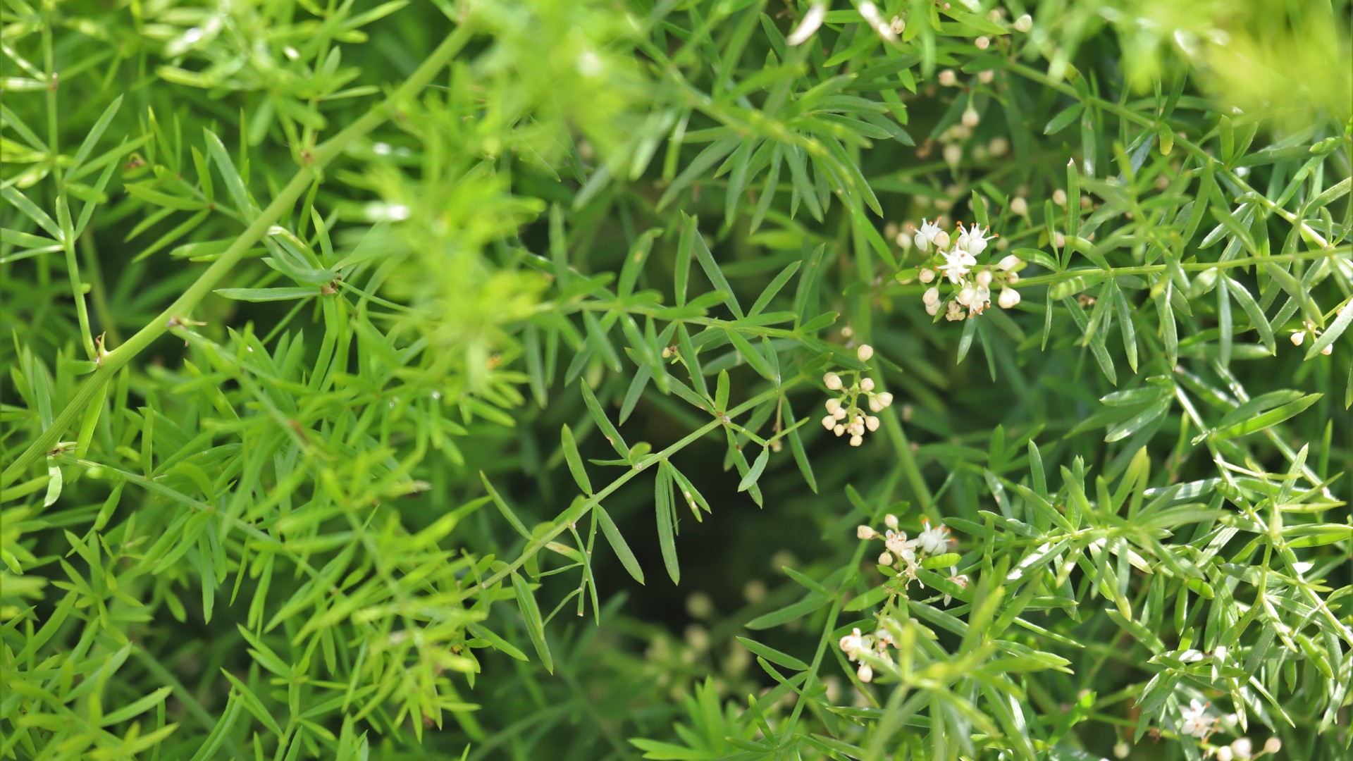 Asparagus fern leaves.