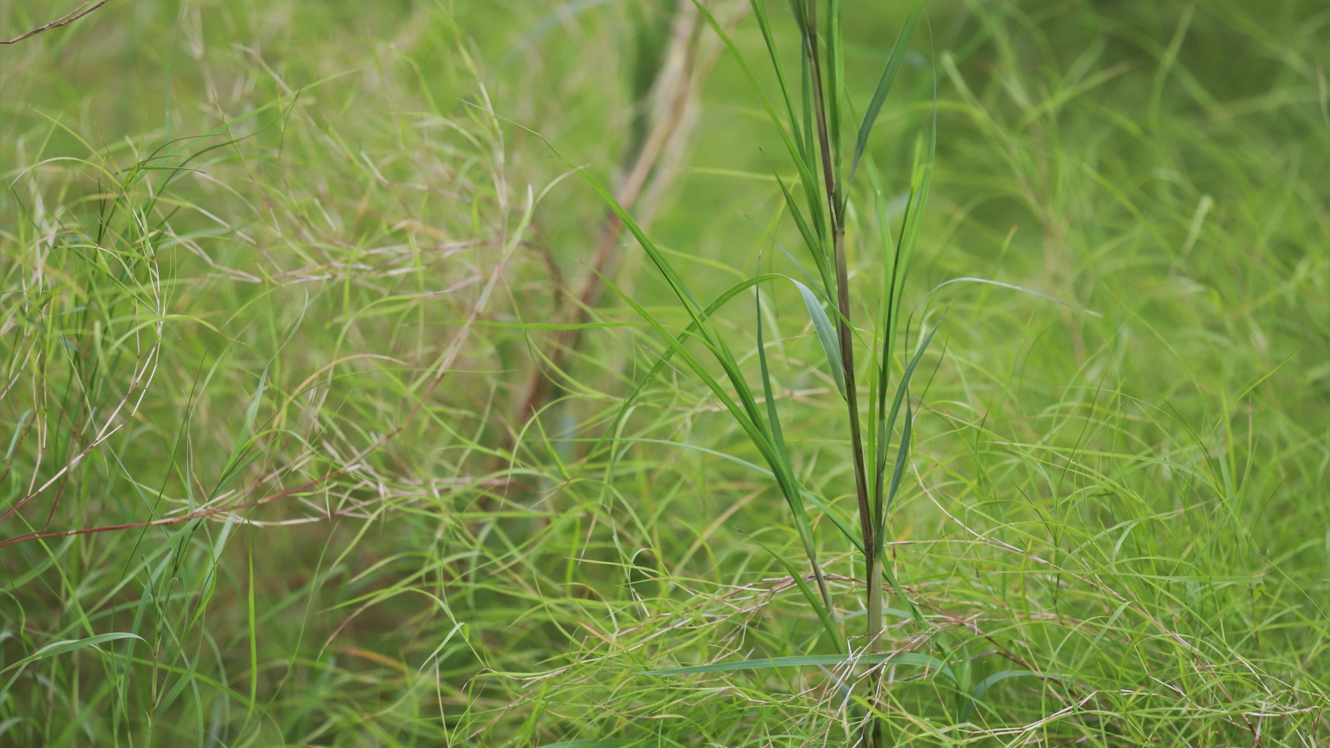 Bamboo muhly leaves.