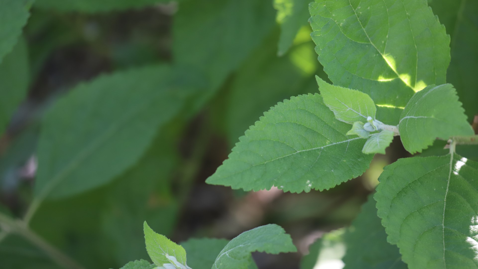 Beautyberry leaves.