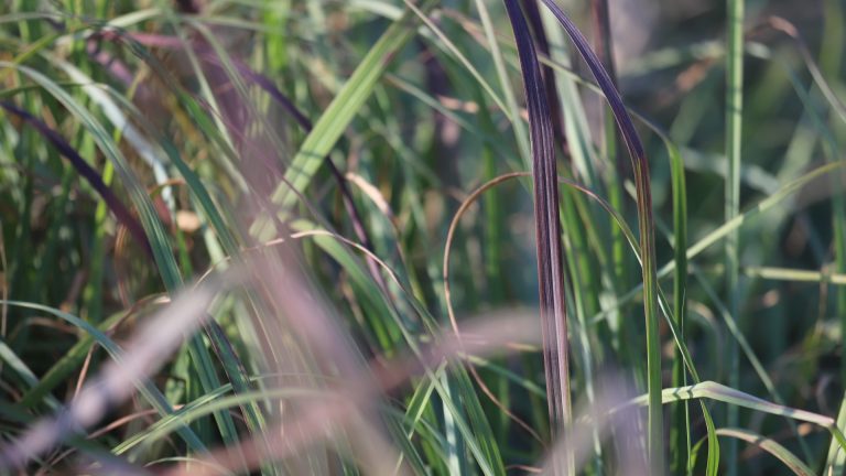 Big bluestem leaves.