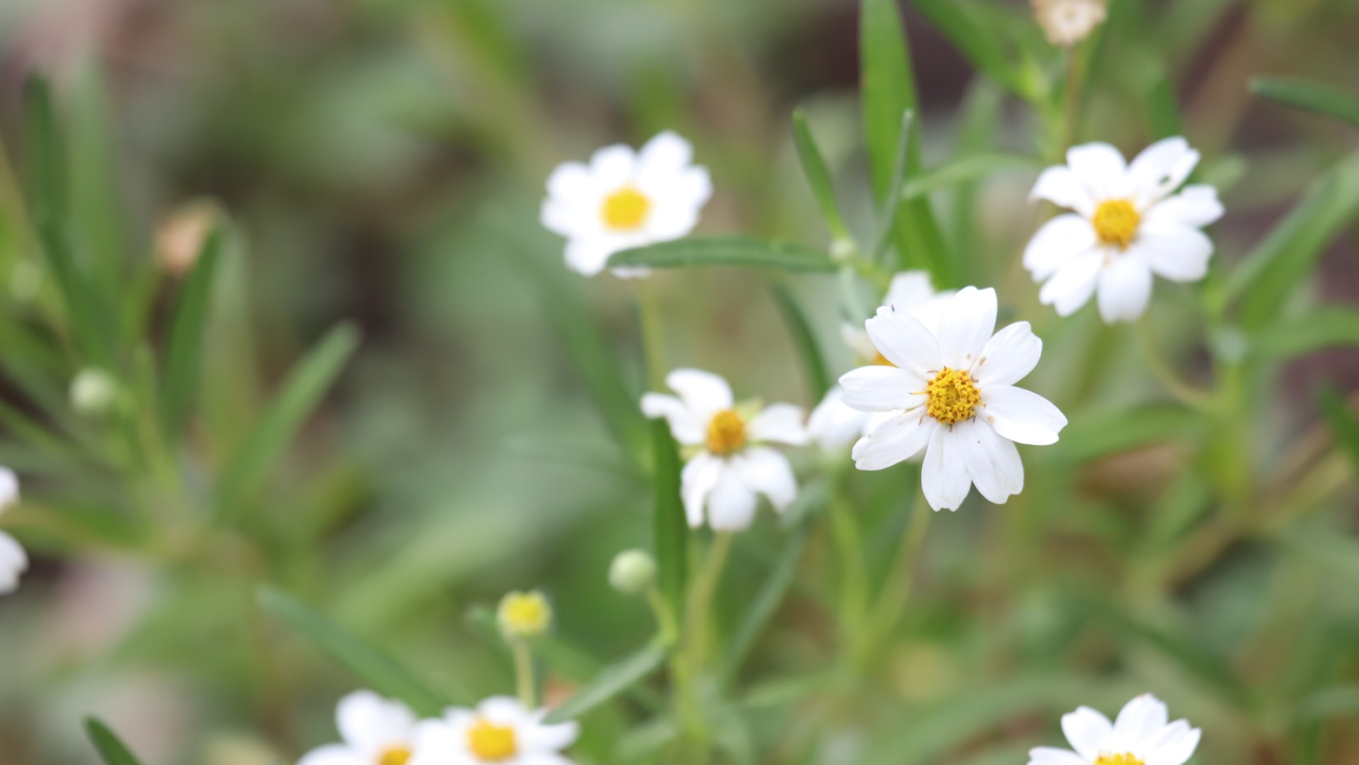 Blackfoot daisy flowers.