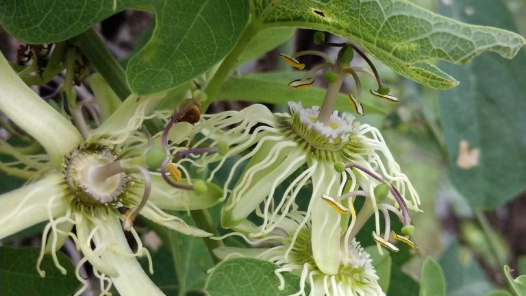 Bracted passionflower leaves and flowers.