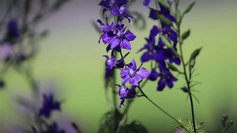 Bunny-faced larkspur, showing flowers.