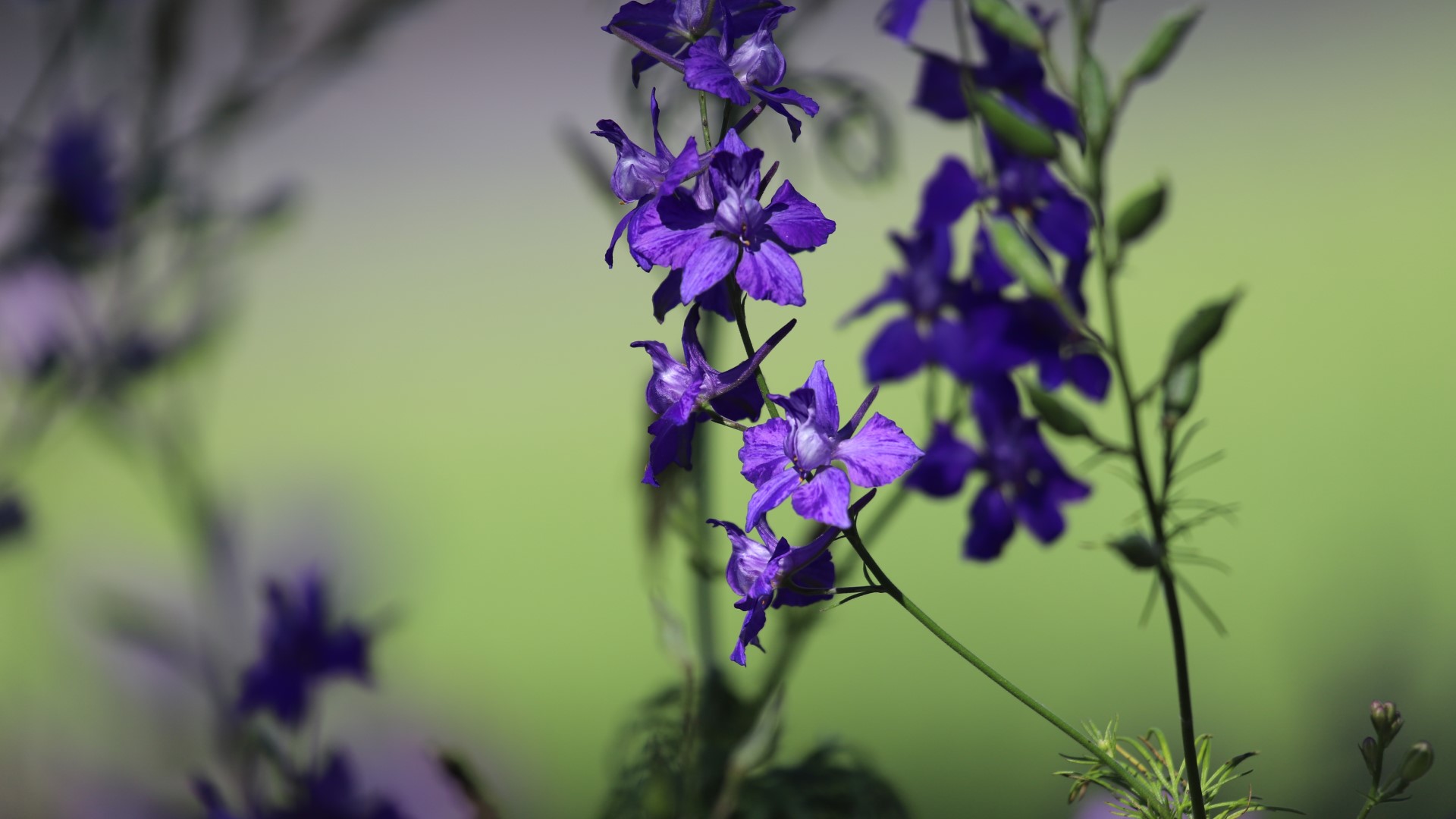 Bunny-faced larkspur, showing flowers.
