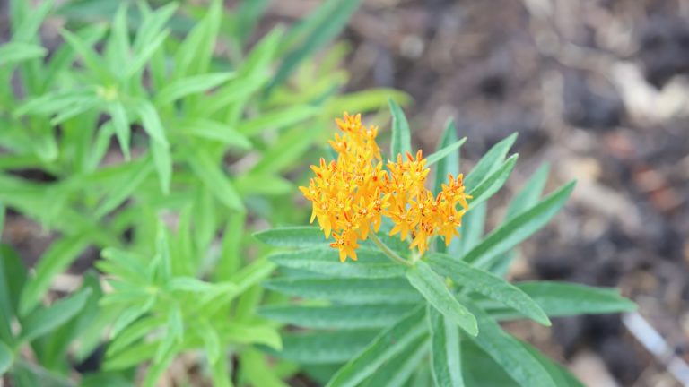 Butterfly milkweed flowers and leaves.