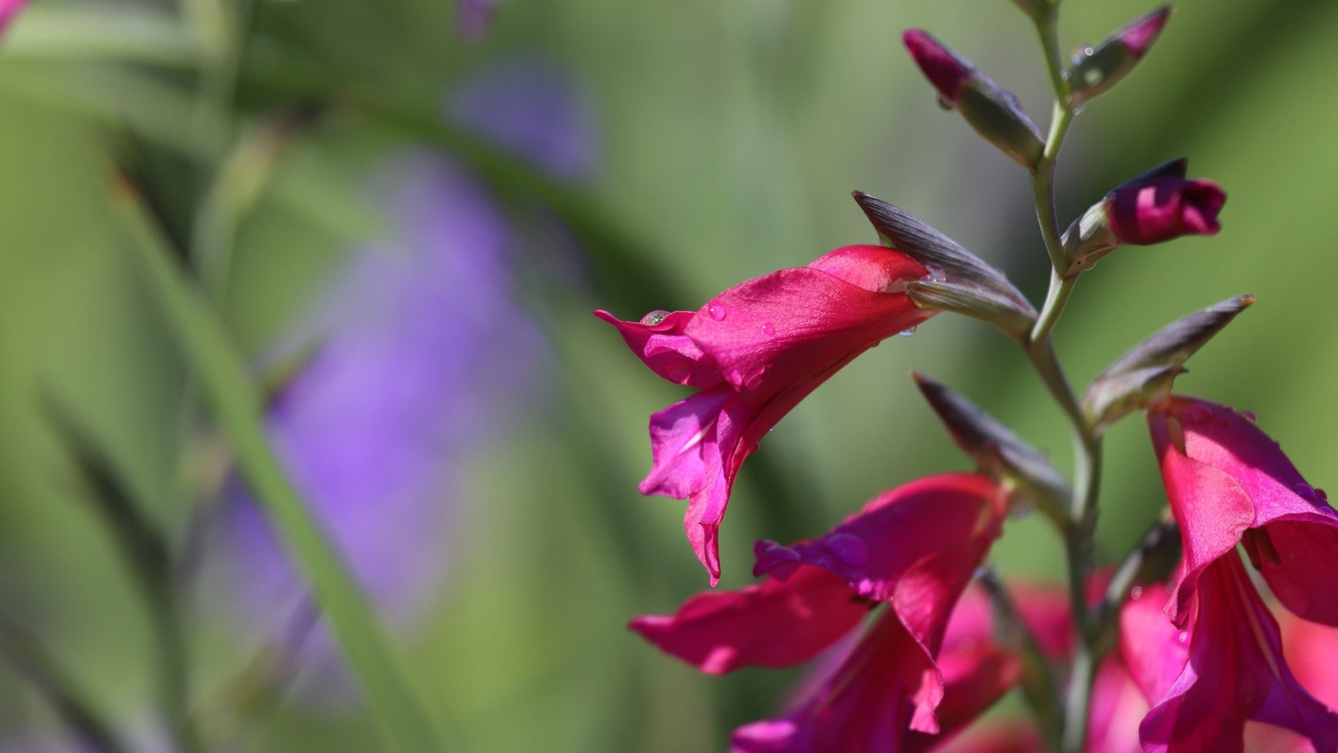 Byzantine gladiolus flower.