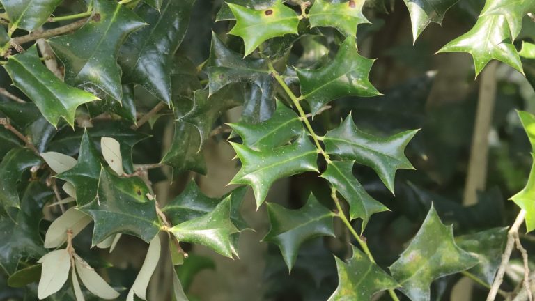 Chinese holly leaves.
