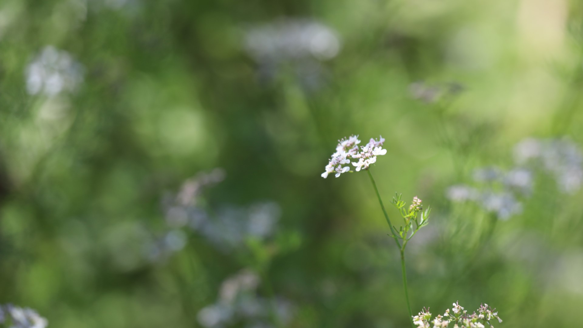 Cilantro flowers.