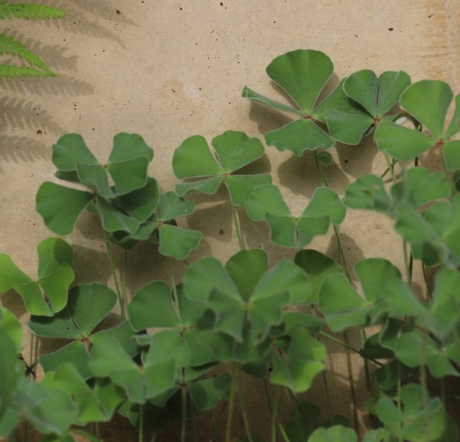Clover Fern - Marsilea Macropoda