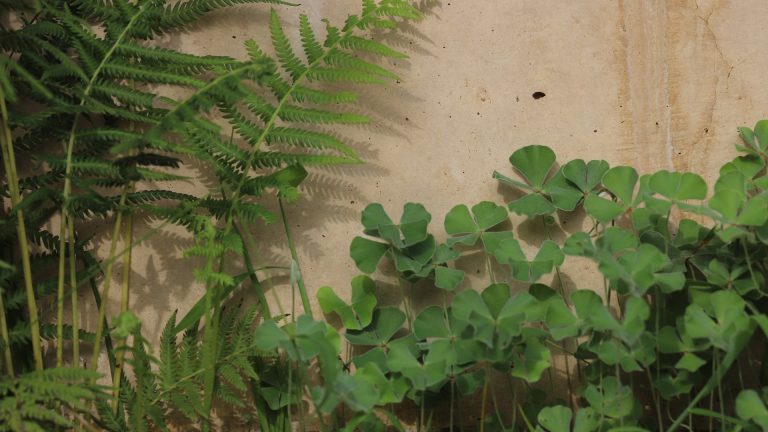 Clover fern leaves.