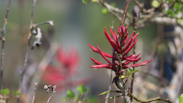 Coral bean flowers.