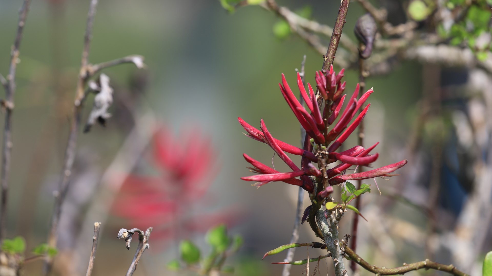 Coral bean flowers.