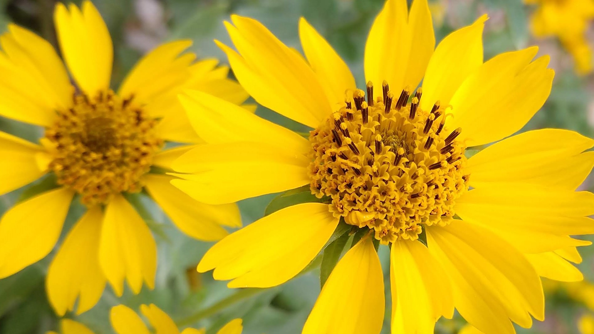 Cowpen daisy flowers.