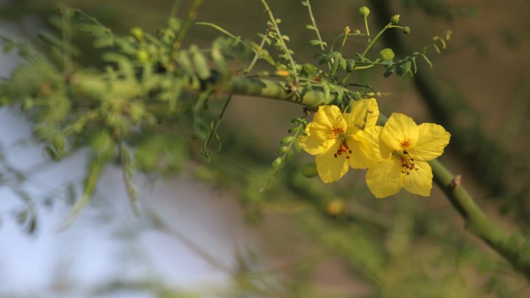 'Desert museum' paloverde leaves and flowers.