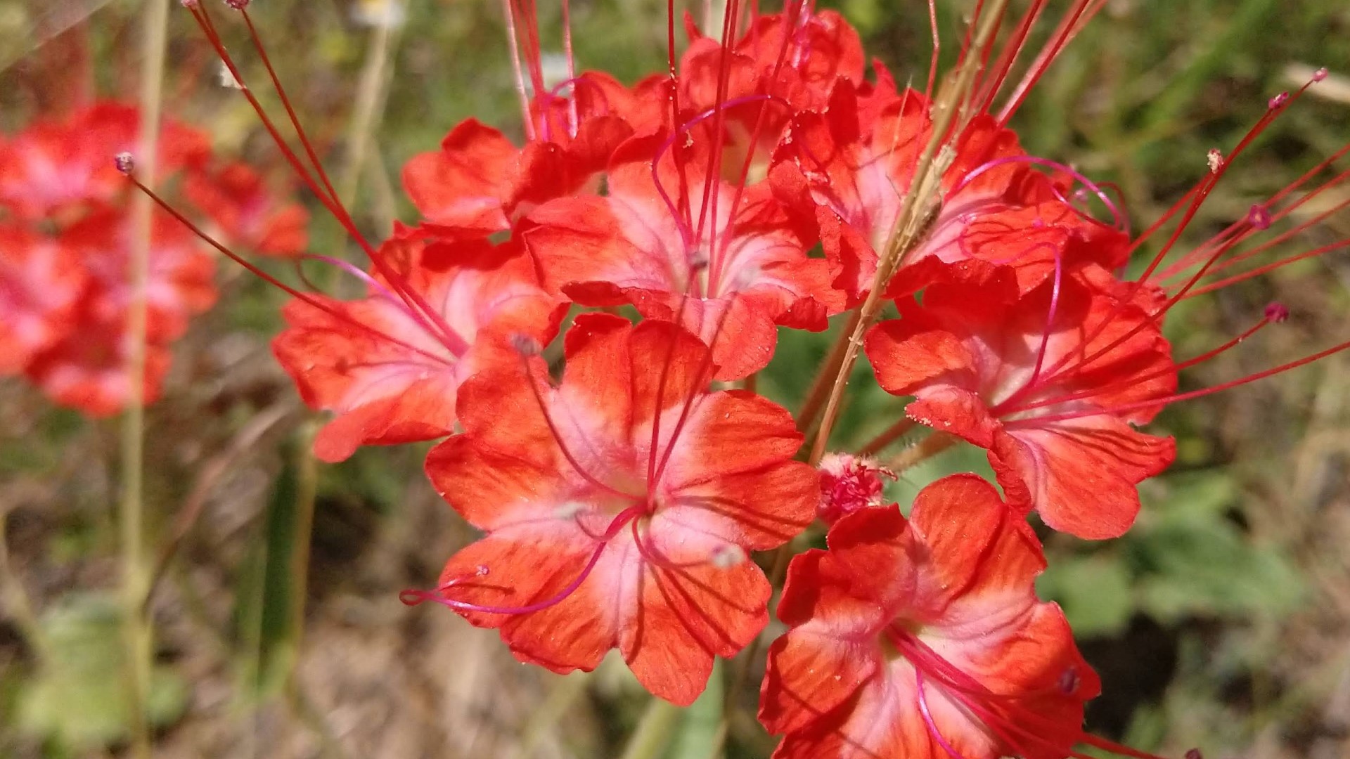Devils bouquet flowers.