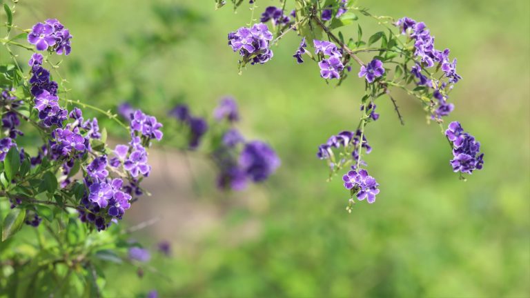 Duranta skyflowers.