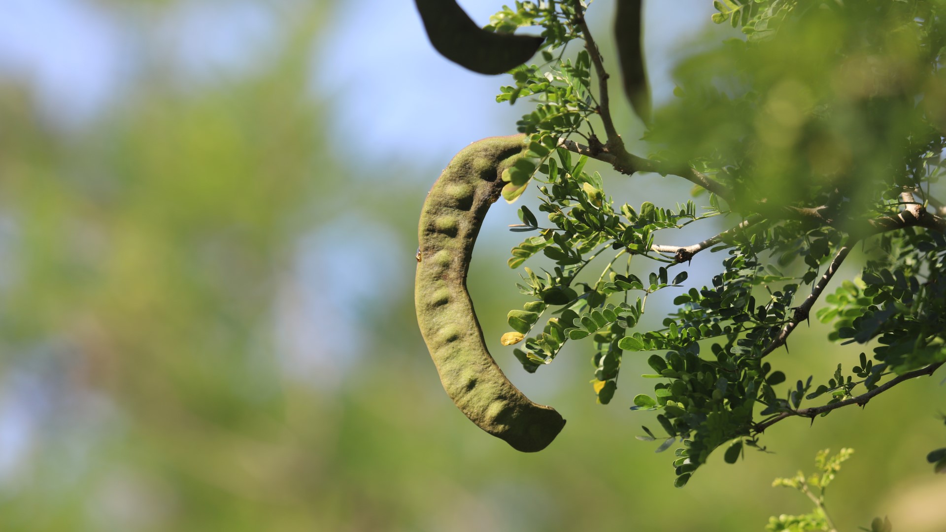 Texas ebony beans and leaves.