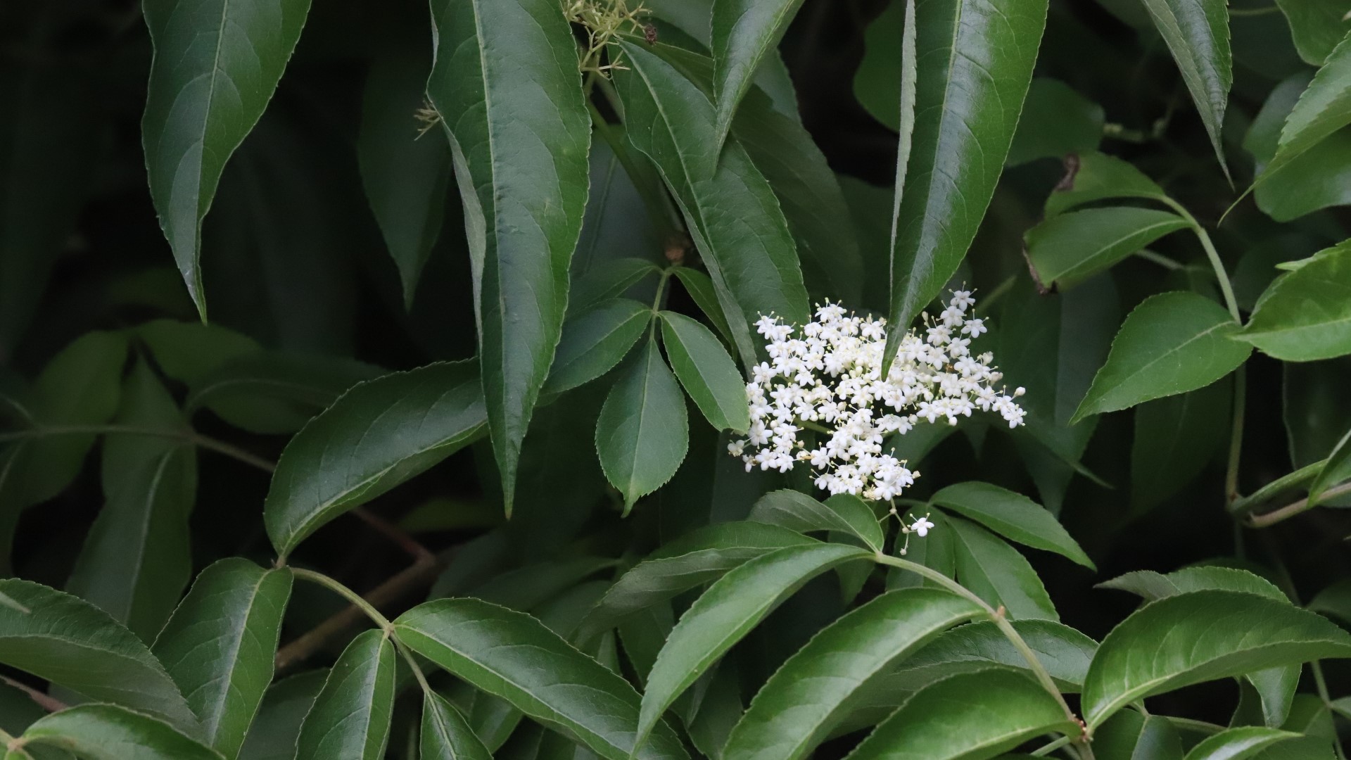 Elderberry leaves and flowers.
