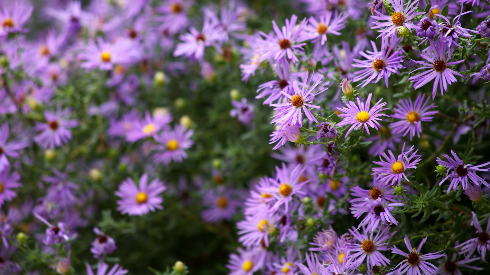Fall aster flowers.