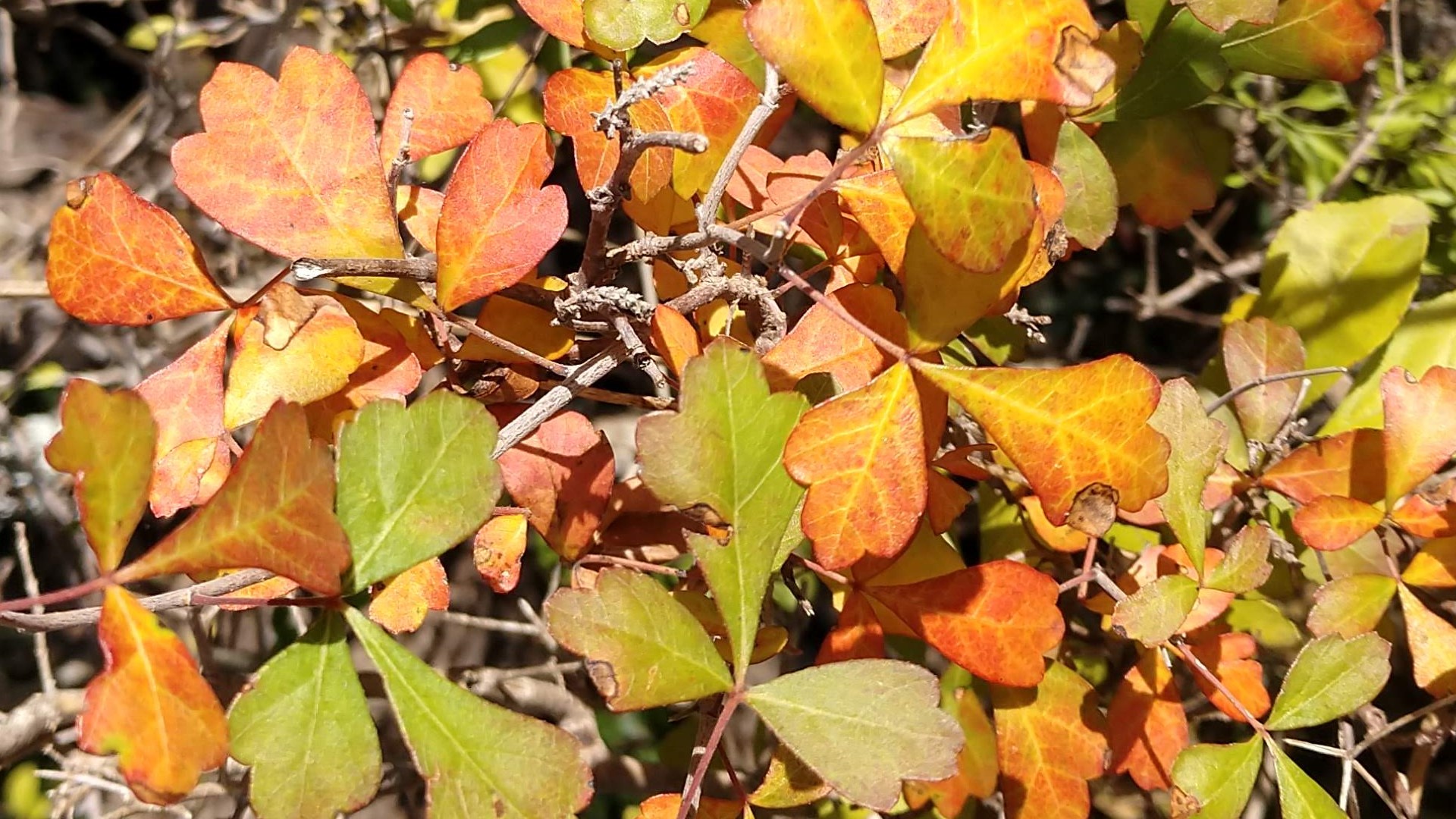 Fragrant sumac leaves in autumn.