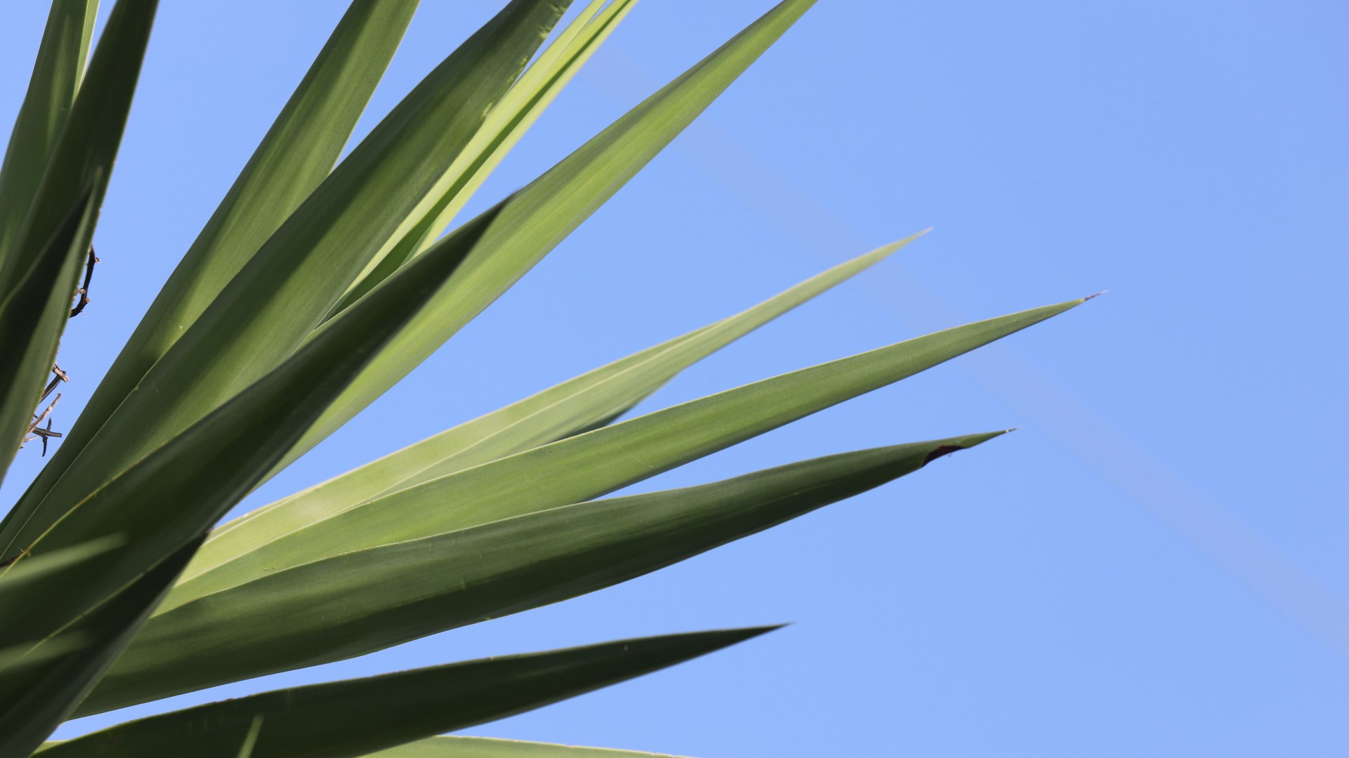 Spineless yucca leaves.