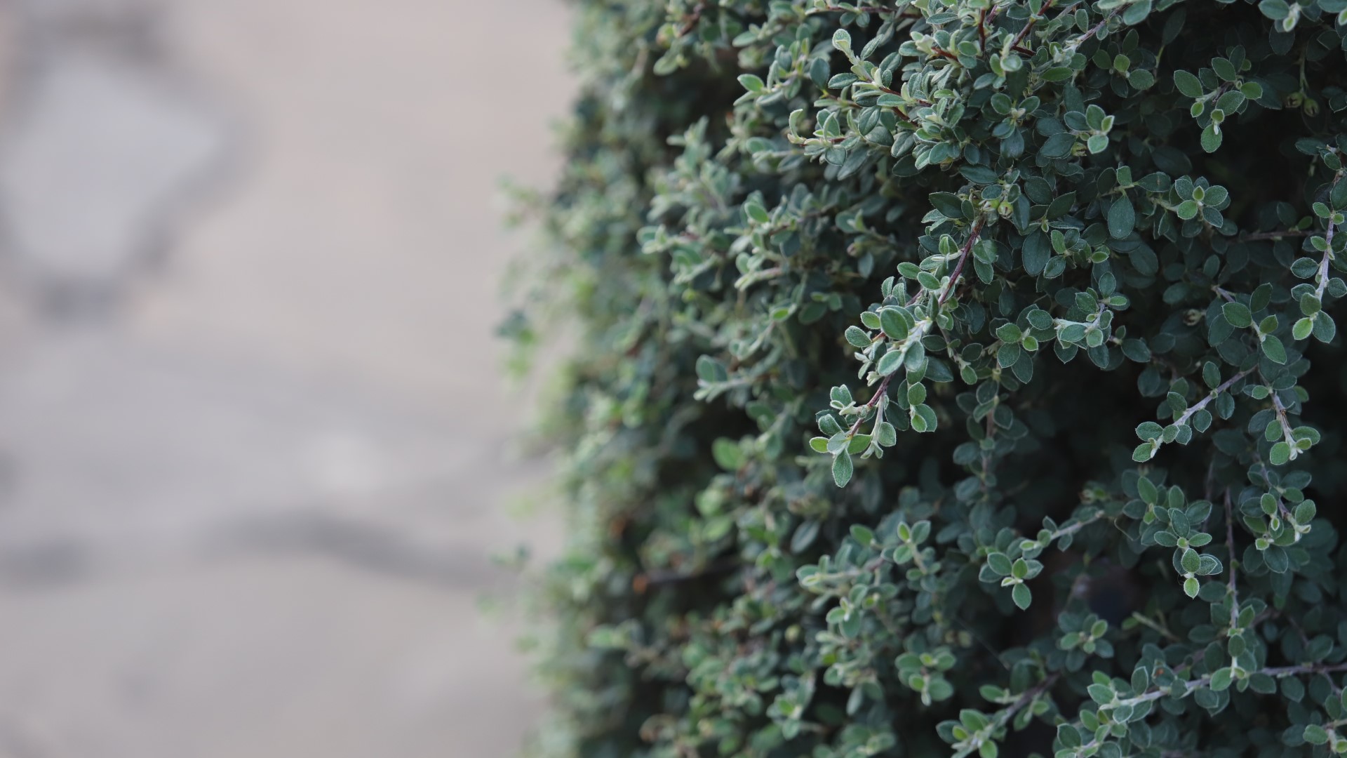 Grey-leaf cotoneaster hedge.