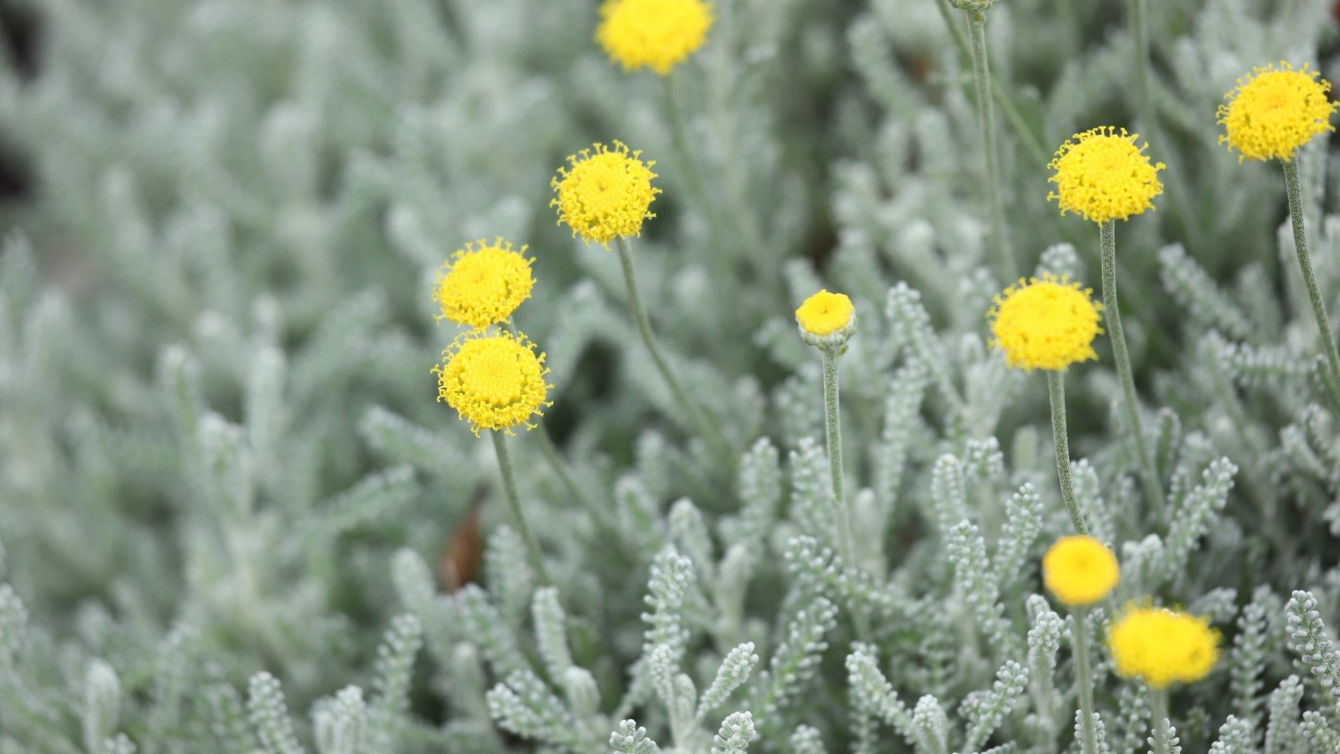 Grey santolina leaves and flowers.