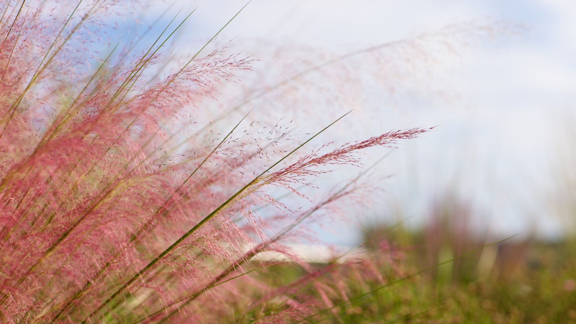 Gulf muhly flowers.