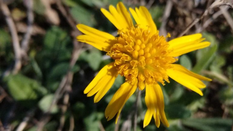 Huisache daisy flowers.