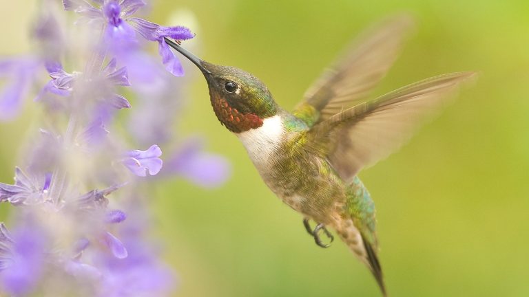 humming bird