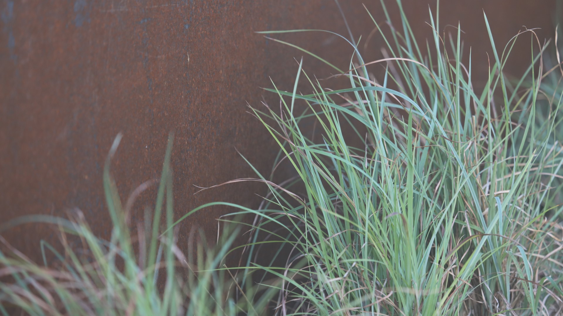 Little bluestem leaves.