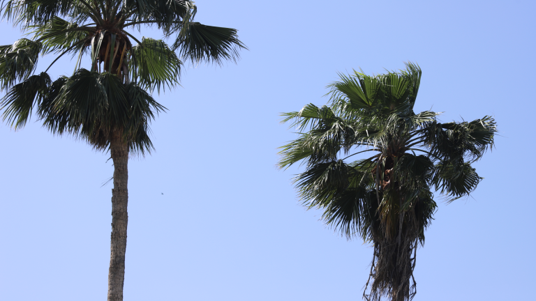 mexican-fan-palm-washingtonia-mexicana-detail-1920x1080-img_7745
