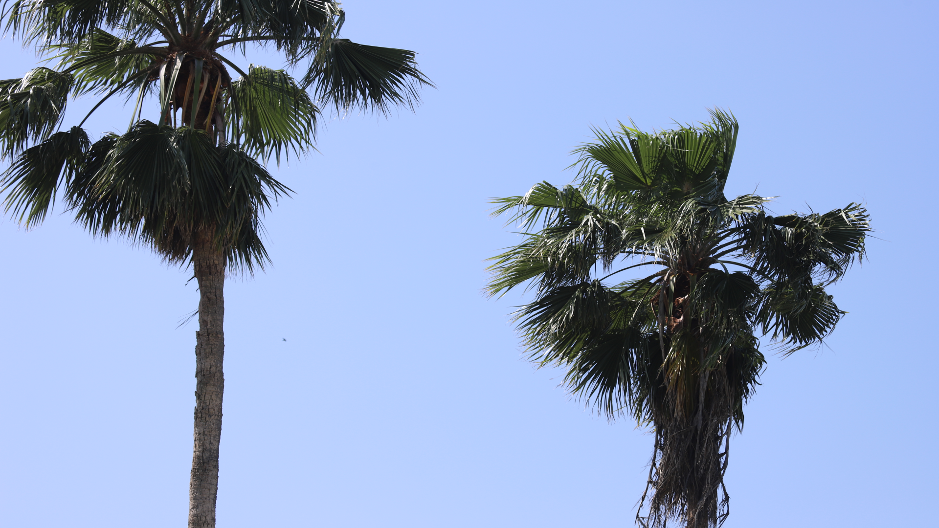 mexican-fan-palm-washingtonia-mexicana-detail-1920x1080-img_7745