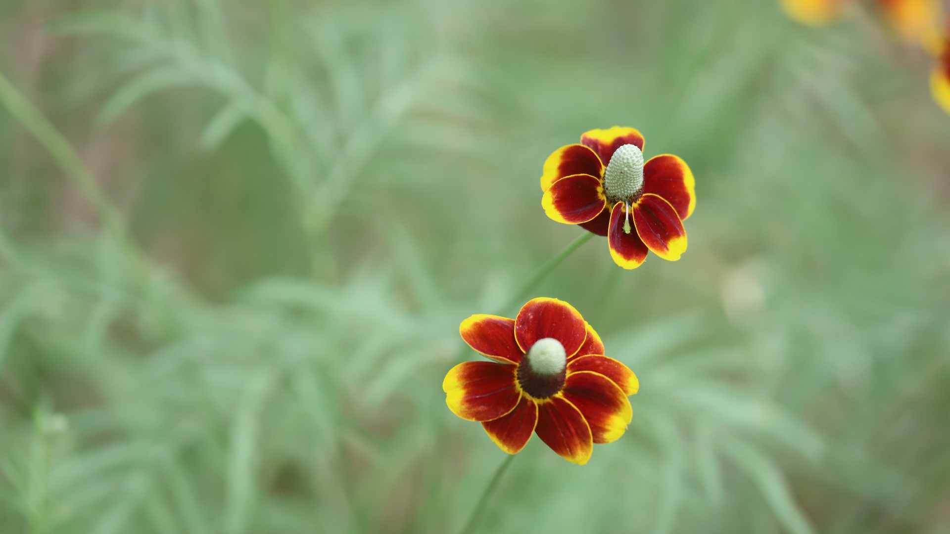 mexican-hat-ratibida-columnifera-detail-1920x1080-img_9177
