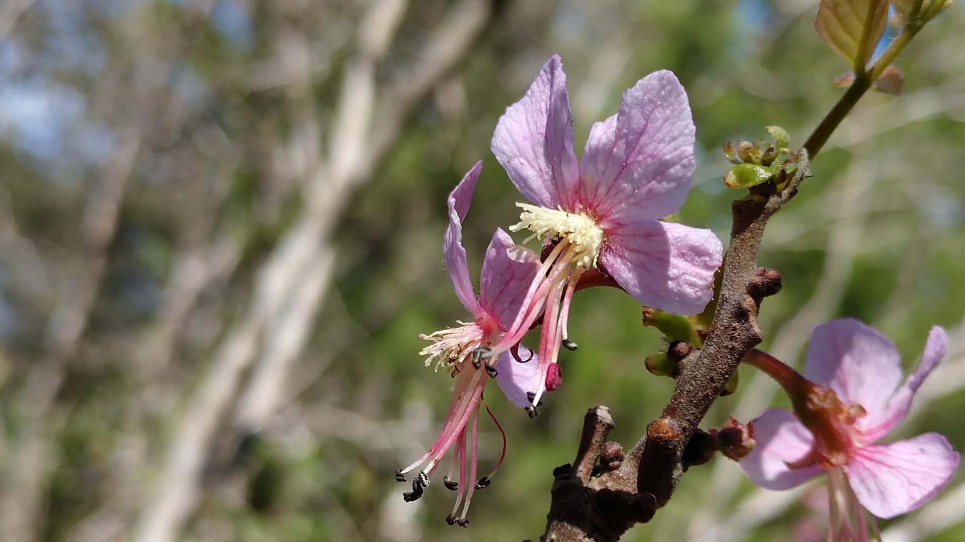 Mexican buckeye flower.