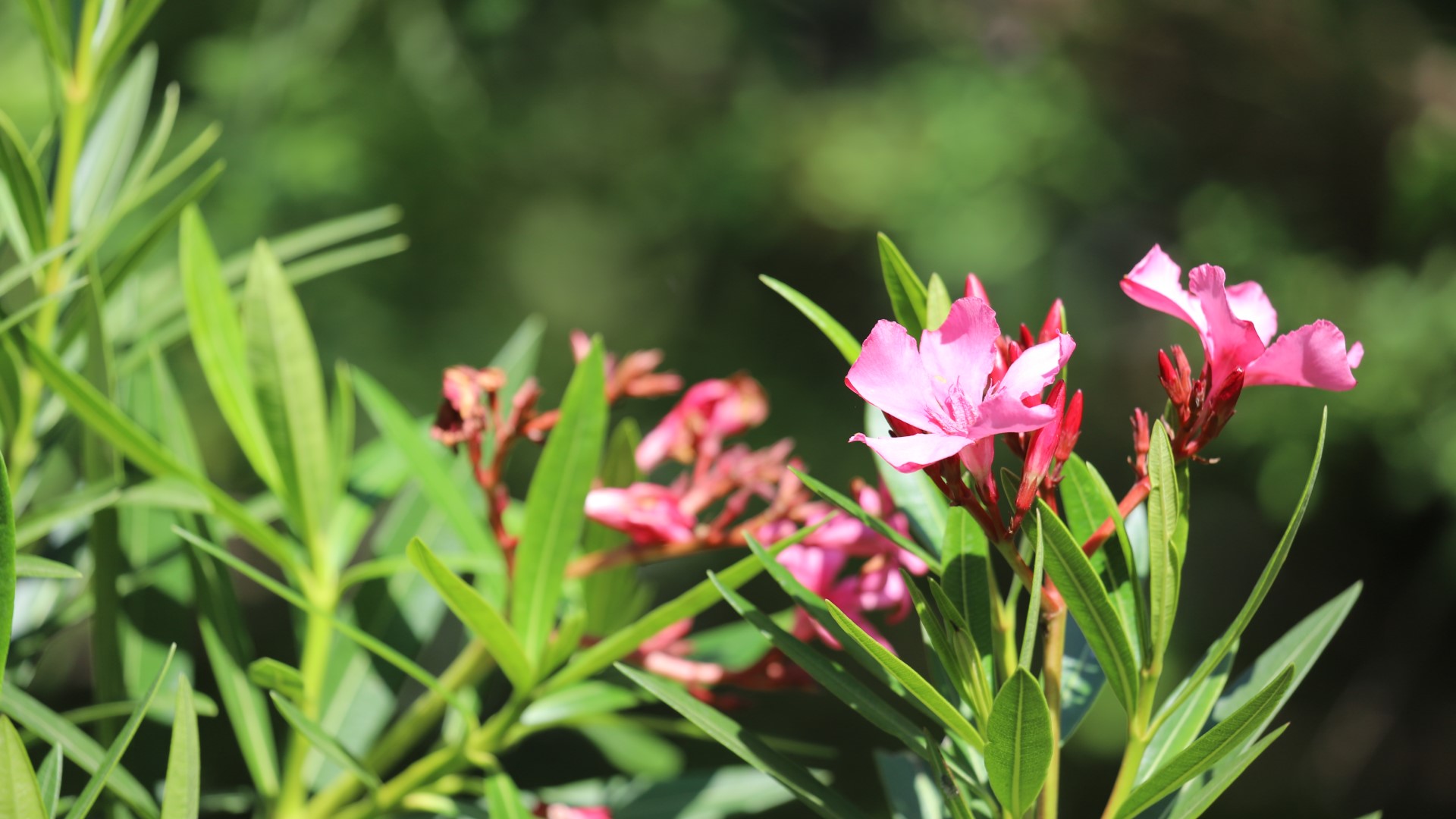 Oleander leaves and flowers.